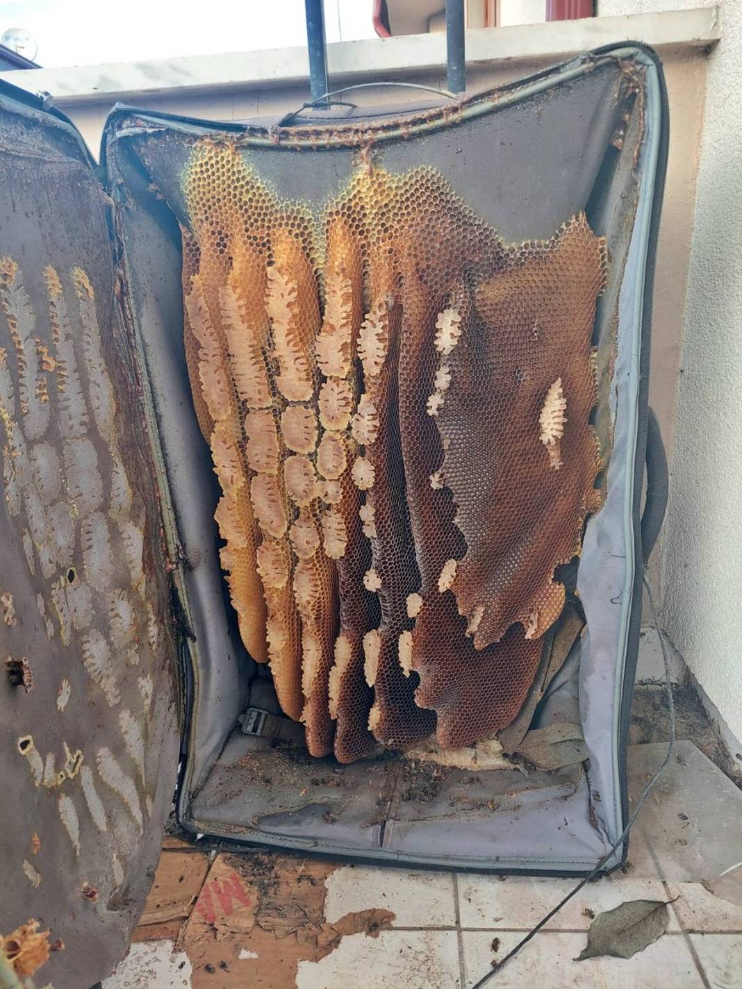 Seyahat için evdeki valizini açan adam hayatının şokunu yaşadı! Eliyle zor kaldırdı, kilolarca ağırlıkta 9